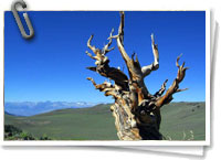 Pinos bristlecone