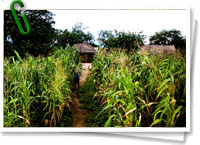 Cultivos de maíz en Malawi
