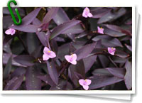 Tradescantia pallida