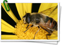 Abeja