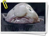 Blobfish