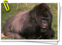 Gorilas del Congo