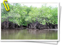 Manglares de Panamá