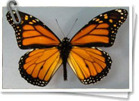 Mariposa monarca
