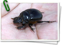 Onthophagus taurus