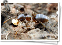 Tapinoma sessile