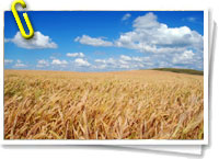 Agricultura ecológica