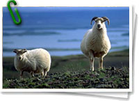 Cabras