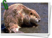 Castor