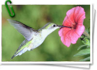 Colibrí