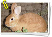 Conejo