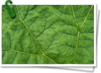Hoja