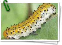 Gusano