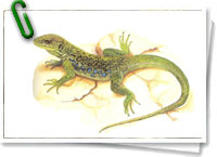 Lagarto