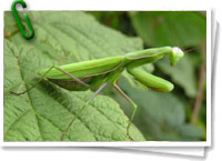 Mantis religiosa