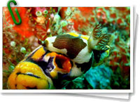 Nudibranquio