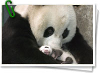 Oso panda
