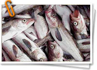 Pesca comercial