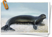 Foca monje del Caribe