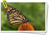 Mariposas