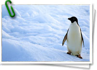Pingüino