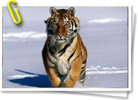 Tigre
