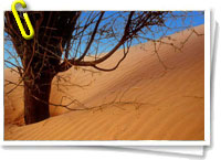Desertificación