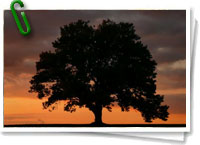 Día Mundial del Árbol