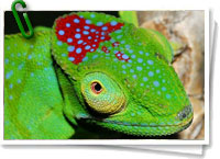 Nuevas especies en Madagascar