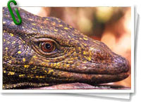 Lagarto