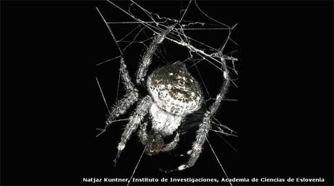 Araña