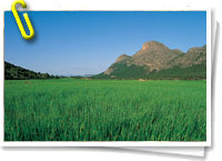 Campos de cultivo