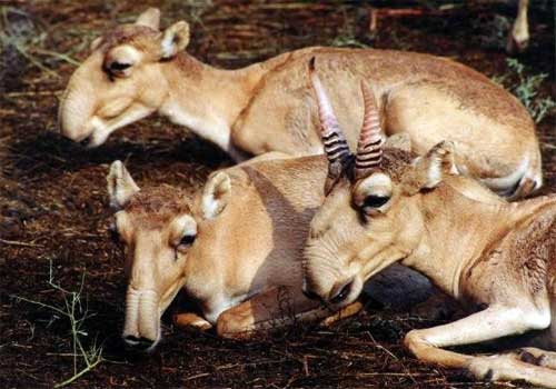 antilope-saiga-1.jpg