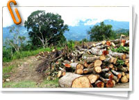 Tala de bosques en Latinoamérica