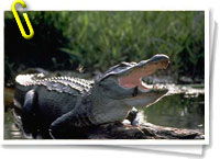 Alligator