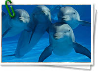 Delfines