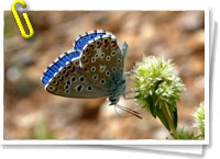 Polyommatus golgus