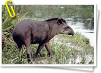 Tapir Andino