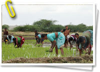 Día Mundial de la Alimentación