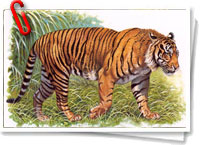 Tigre de Java