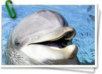 Delfín nariz de botella