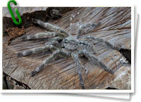 Poecilotheria Rajaei