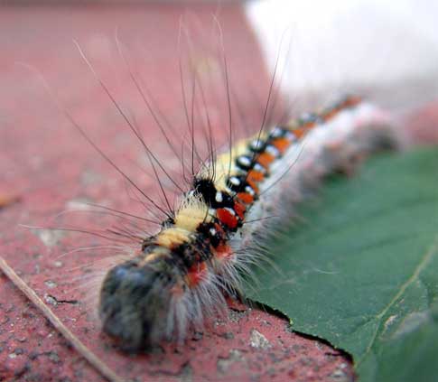 El reinado de los insectos