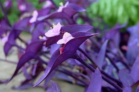 Tradescantia