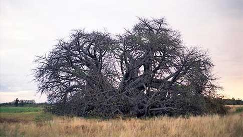 Baobab