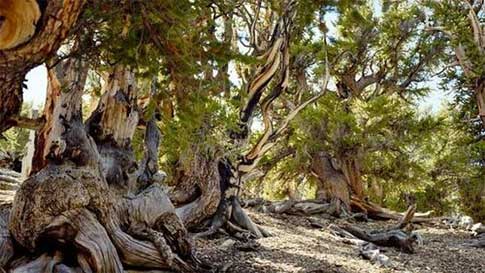 Pinos bristlecone