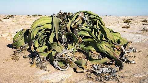 Welwitschia