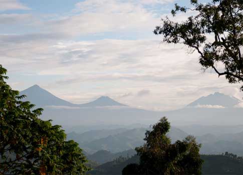 La selva del Congo