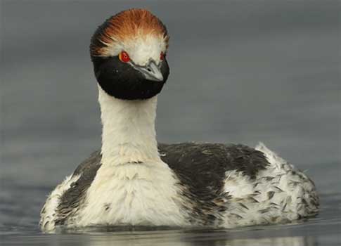 Macá tobiano