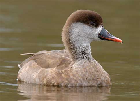 Pato serrucho